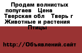 Продам волнистых попугаев › Цена ­ 1 000 - Тверская обл., Тверь г. Животные и растения » Птицы   